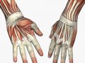 musculature_hands.jpg